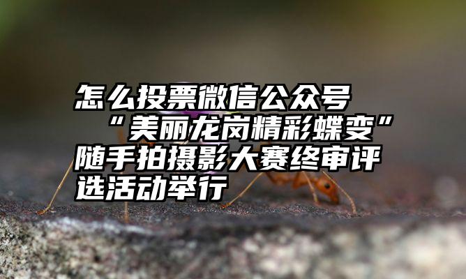 怎么投票微信公众号   “美丽龙岗精彩蝶变”随手拍摄影大赛终审评选活动举行