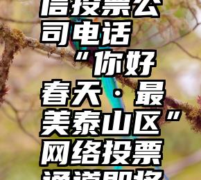 永城市微信投票公司电话   “你好春天·最美泰山区”网络投票通道即将开启