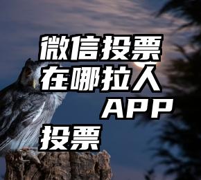 微信投票在哪拉人   APP投票