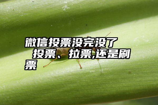 微信投票没完没了   投票、拉票,还是刷票