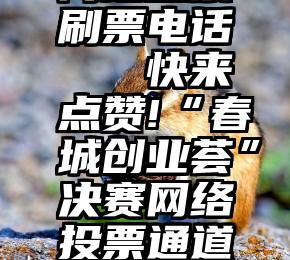 网络投票刷票电话   快来点赞!“春城创业荟”决赛网络投票通道开启