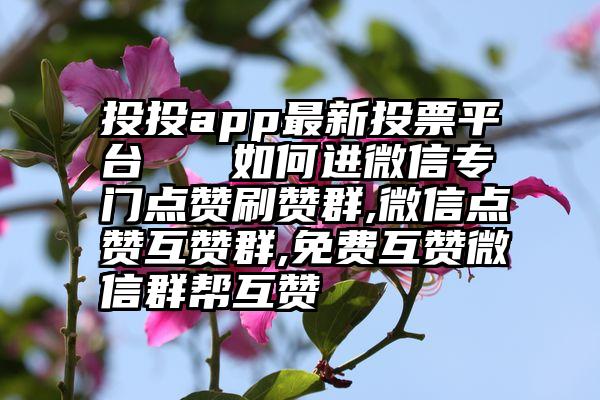 投投app最新投票平台   如何进微信专门点赞刷赞群,微信点赞互赞群,免费互赞微信群帮互赞