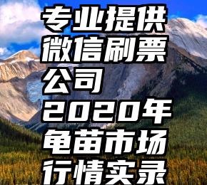 专业提供微信刷票公司   2020年龟苗市场行情实录