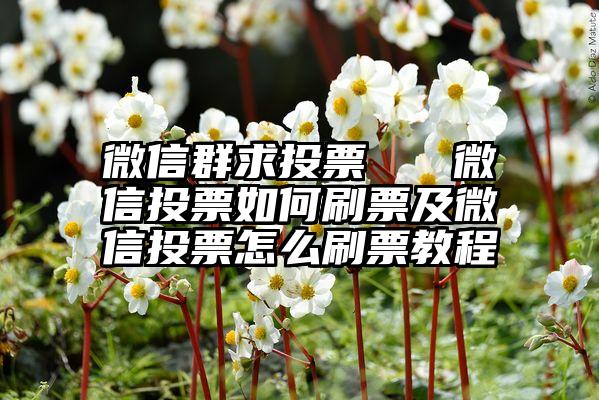 微信群求投票   微信投票如何刷票及微信投票怎么刷票教程