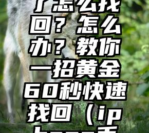 苹果IPhone手机丢了怎么找回？怎么办？教你一招黄金60秒快速找回（iphone手机丢失了如何找回）